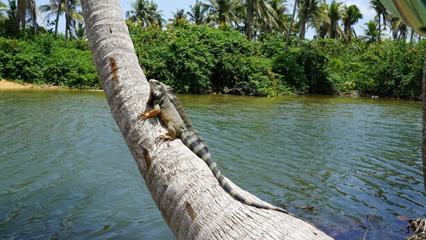 Un tronco de árbol con una lagartija, rodeado de agua y palmeras.