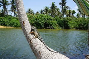 A tree trunk with a lizard on it, surrounded by water and palm trees. - Casa Coral - Hostel (Luquillo)