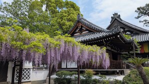 A traditional Japanese building with a wisteria-covered entrance. - Guest House Ioly Osaka - Hostel (Fujiidera)