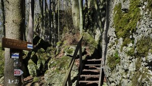 A wooden staircase leading up a rocky path in a forested area. - Königsteiner Hof (Königstein)