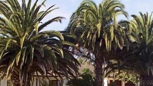 A courtyard with palm trees and a building with a tiled roof. - Three Palms Luxury Cottage (Cape Town)