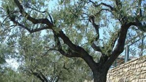 A stone wall with trees in a grassy area. - Il Castellaccio (Perugia)