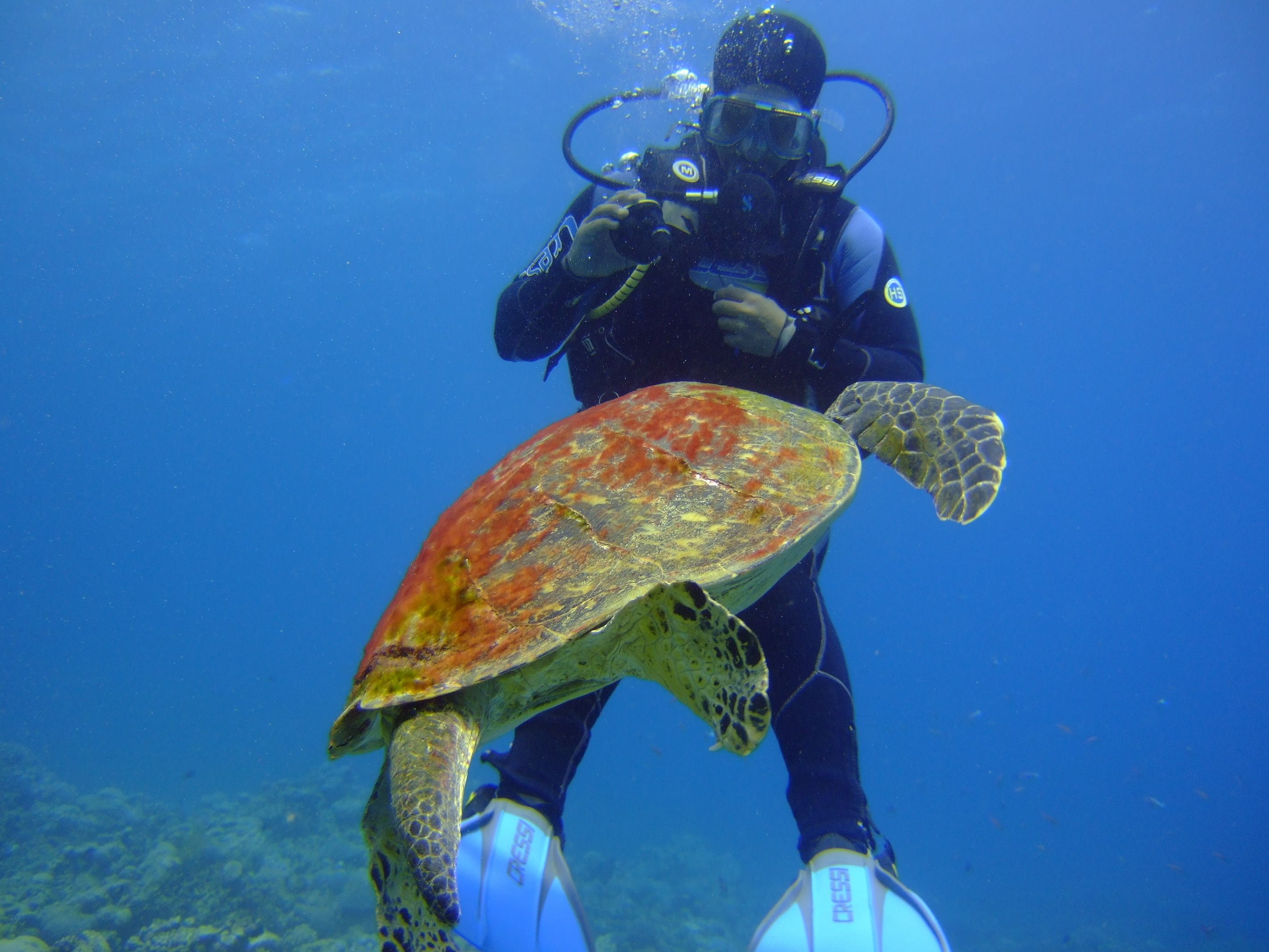 A diver with a sea turtle.