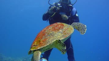 A diver with a sea turtle.