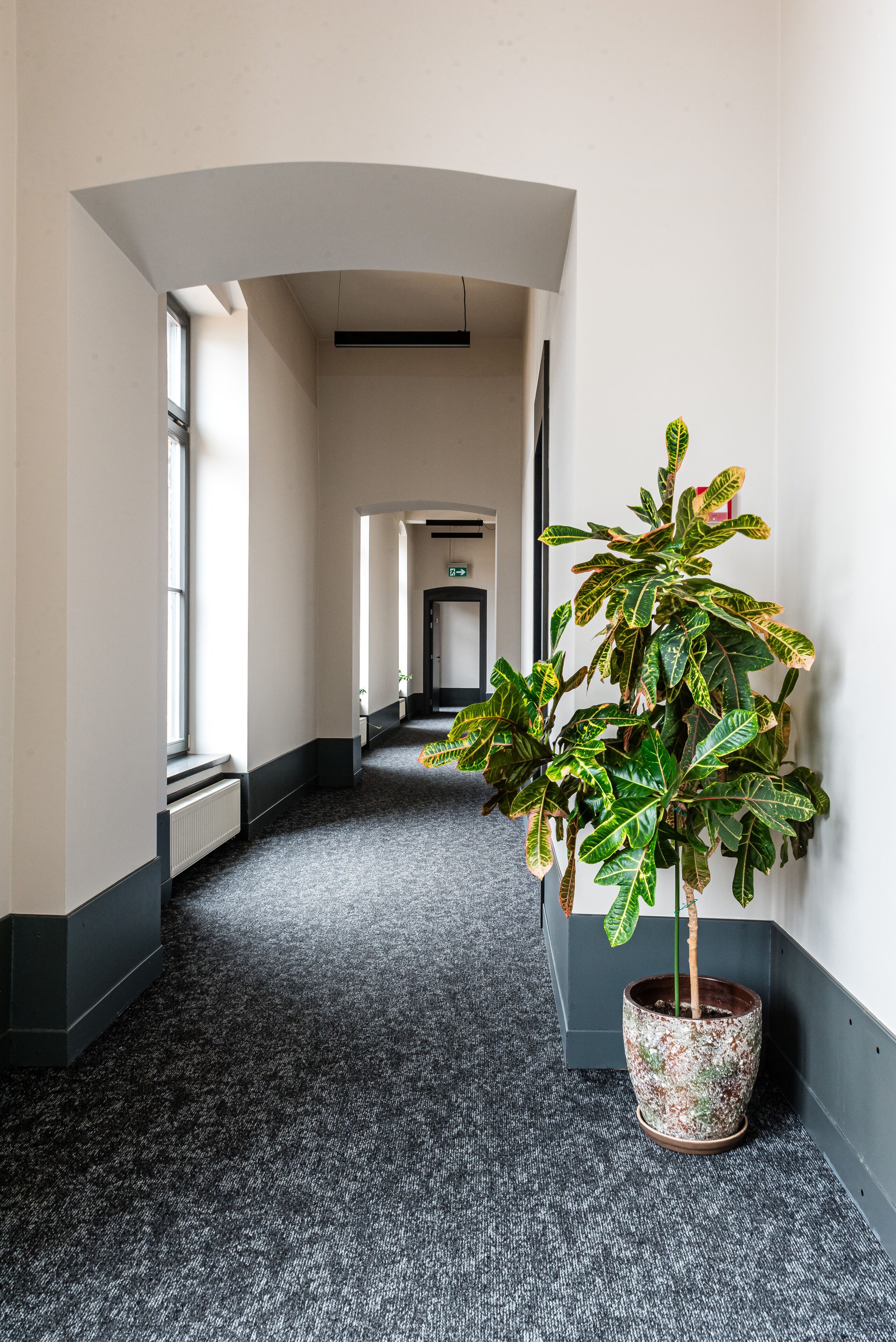 Un couloir avec une plante en pot, un sol recouvert de moquette et un radiateur.