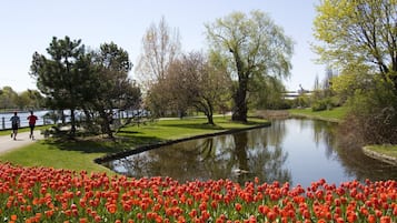 A park with a pond, trees, and a tulip field.