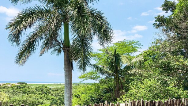 A wooden deck with a table set for a meal, overlooking a lush landscape with palm trees and a view of the ocean. - Ingwenya Lodge (St. Lucia)