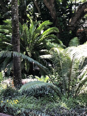 Property grounds - Ingwenya Lodge (St. Lucia)