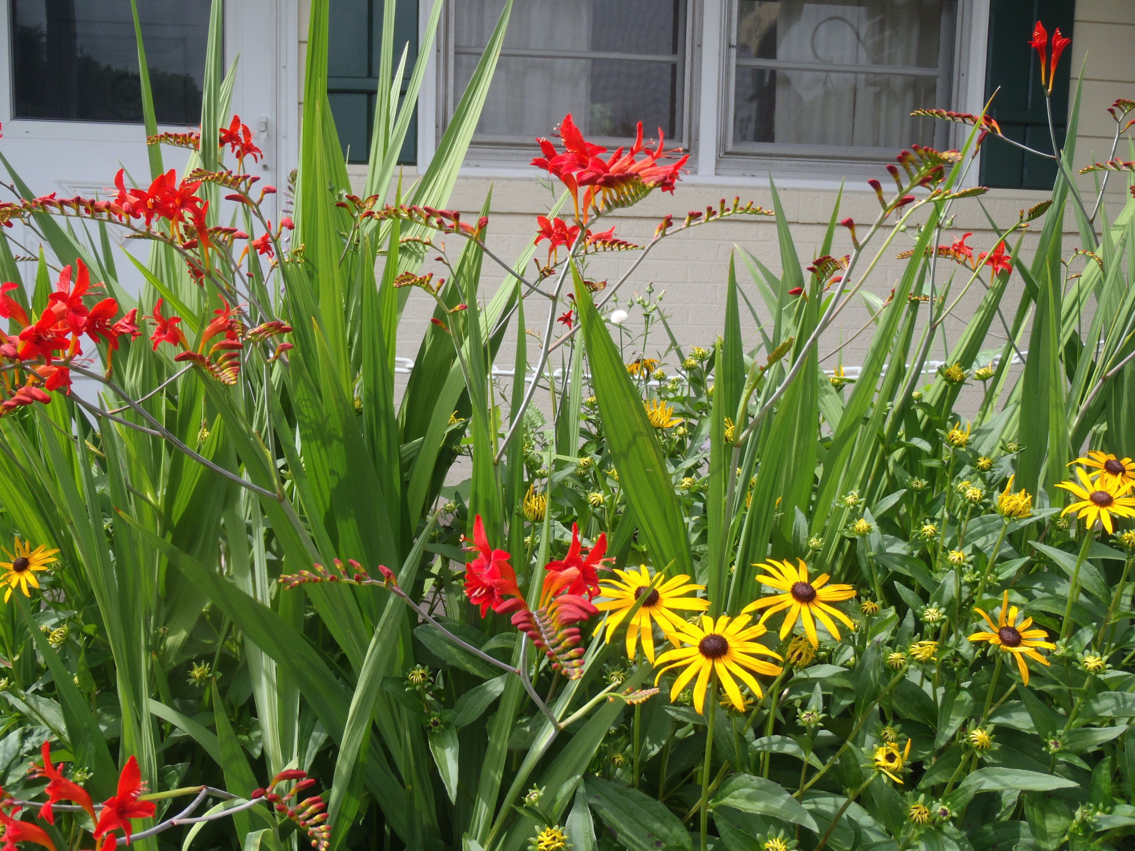 Een tuin met verschillende bloemen en planten.