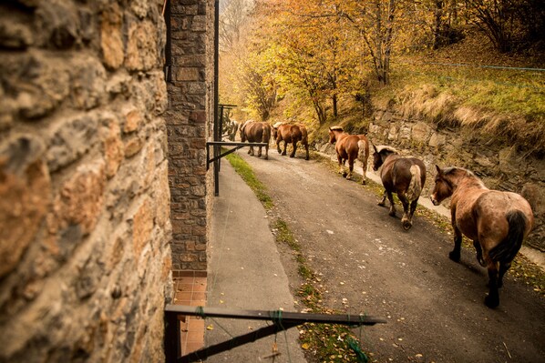 A stone building with a paved path leading to a gate. - Apartaments La Neu (Llorts)