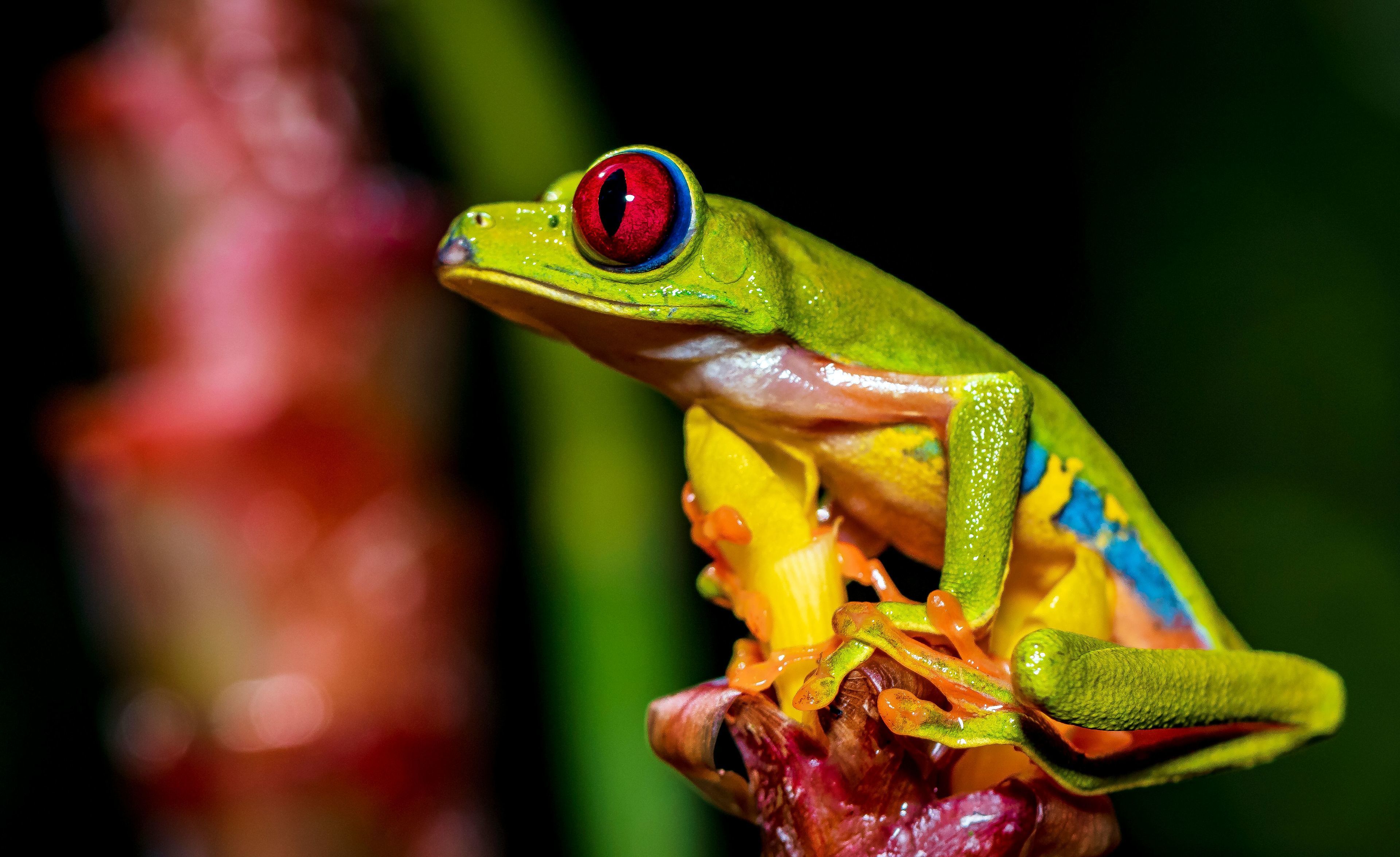 Een kikker met een rode oog en groen lichaam zit op een plant.