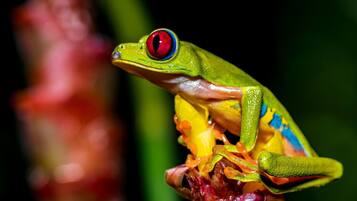A frog with a red eye and green body sitting on a plant.