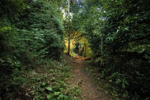 A forest path surrounded by dense foliage. - Summit Rainforest Golf Resort & All Inclusive (Panama City)