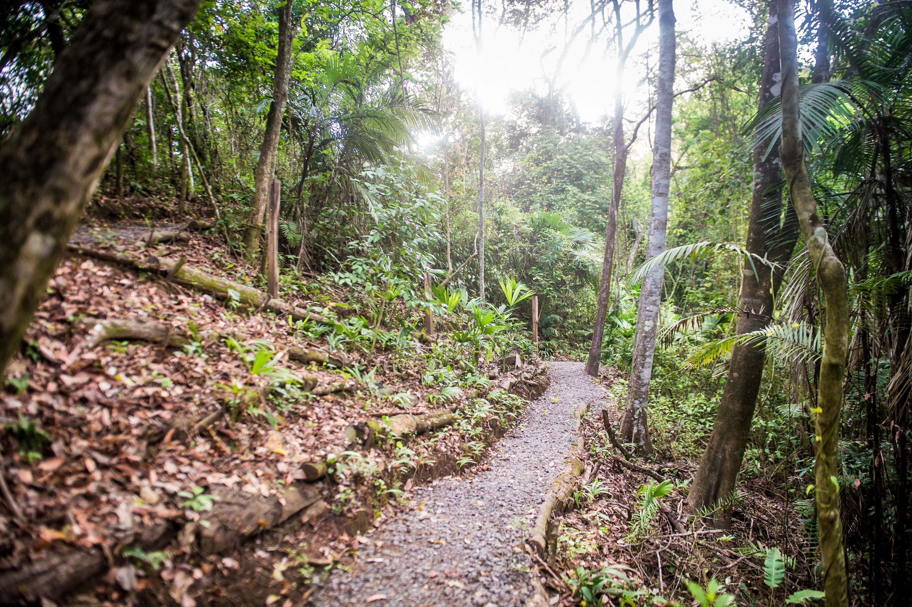 A forest path with dense foliage and trees.