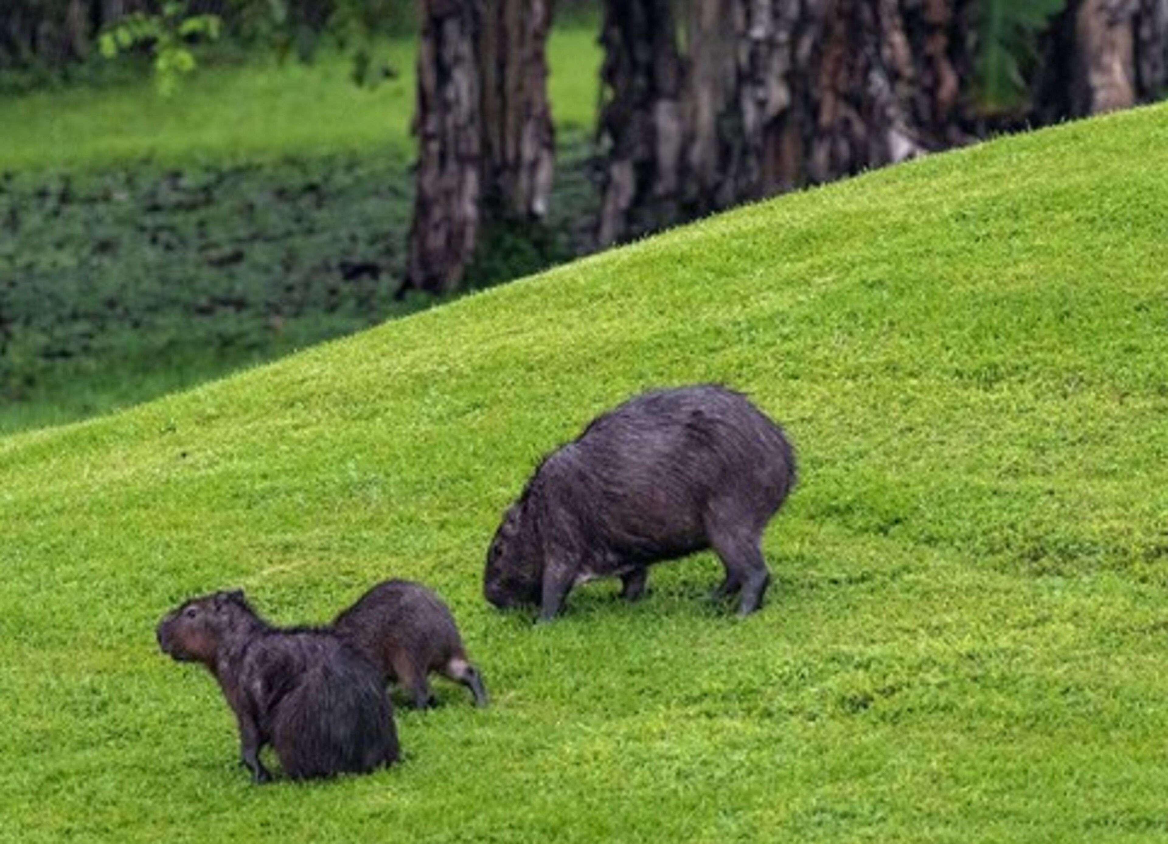 A grassy slope with three capybaras.