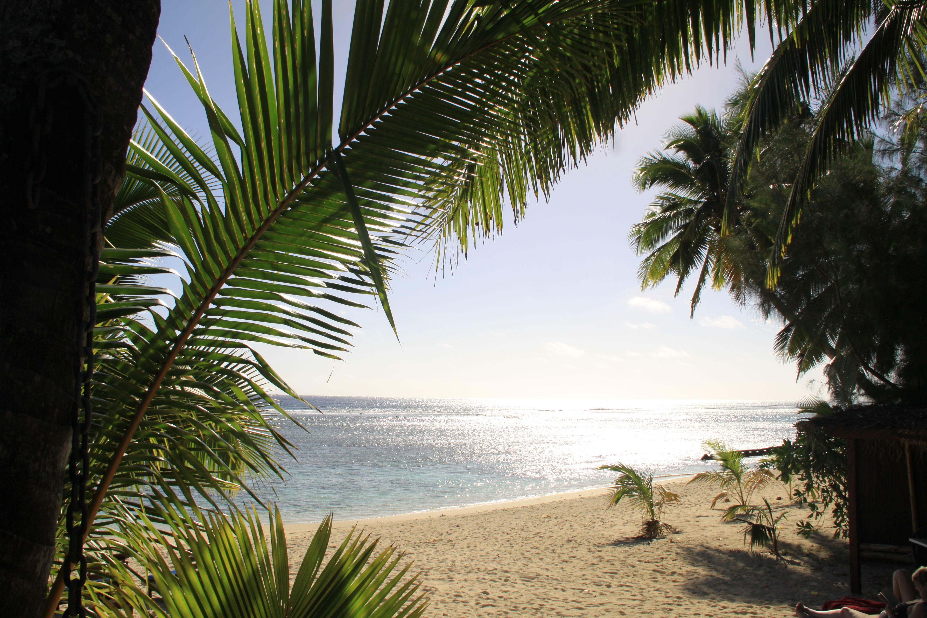 A beach with palm trees and a clear view of the ocean.