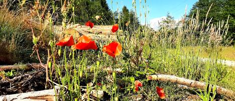 Un paysage naturel avec des coquelicots rouges, un feuillage verdoyant et une bûche.