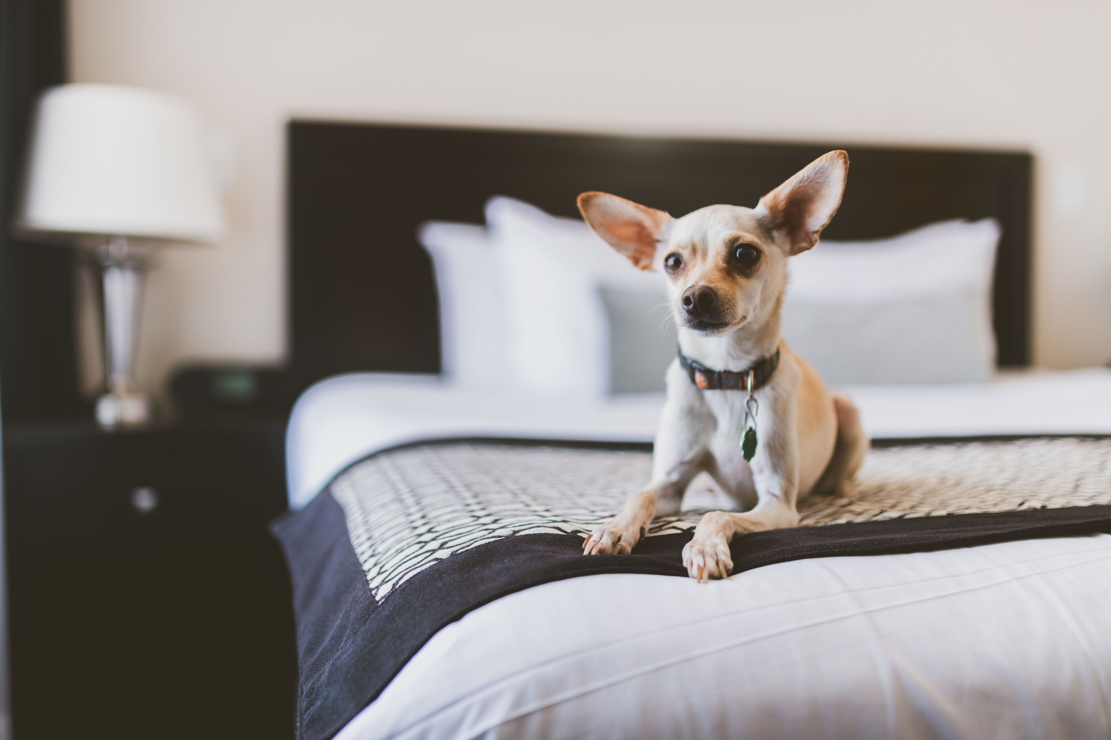 superior room, 1 queen bed | premium bedding, pillow-top beds, desk, blackout curtains