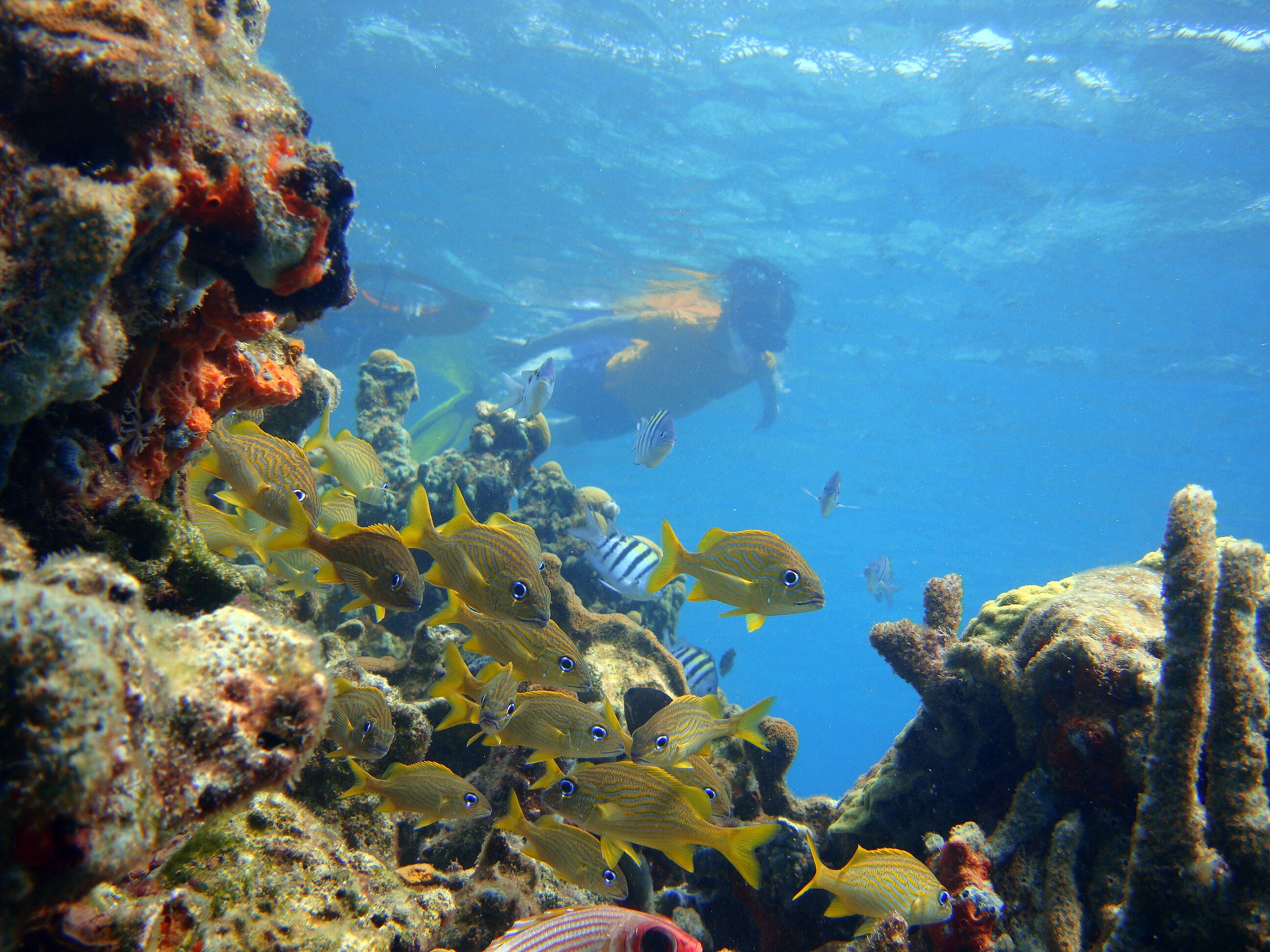 surfing/boogie boarding
