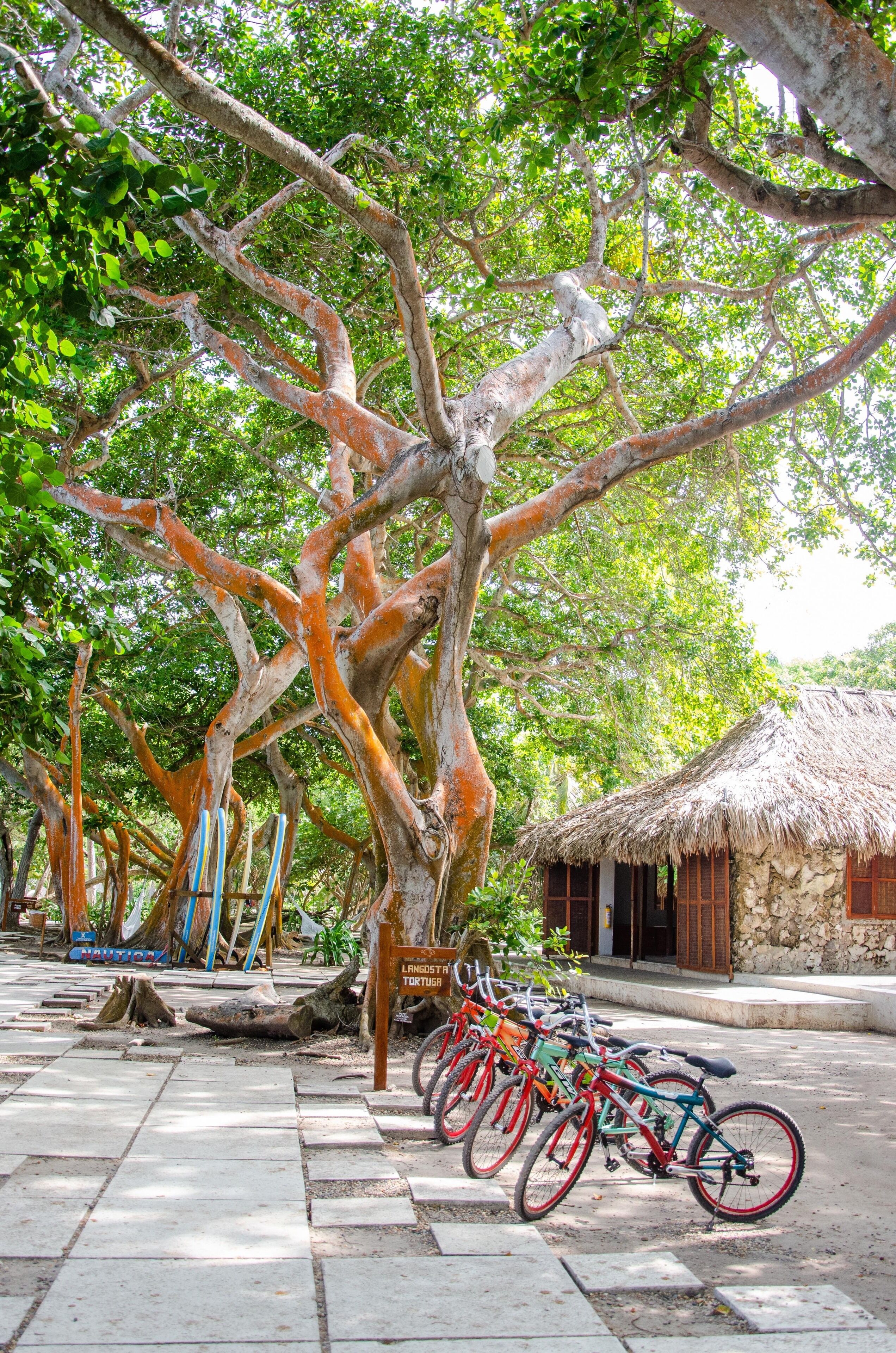 A tree-lined pathway with bicycles parked, a thatched-roof building, and a sign reading "Langsita Tortuga".