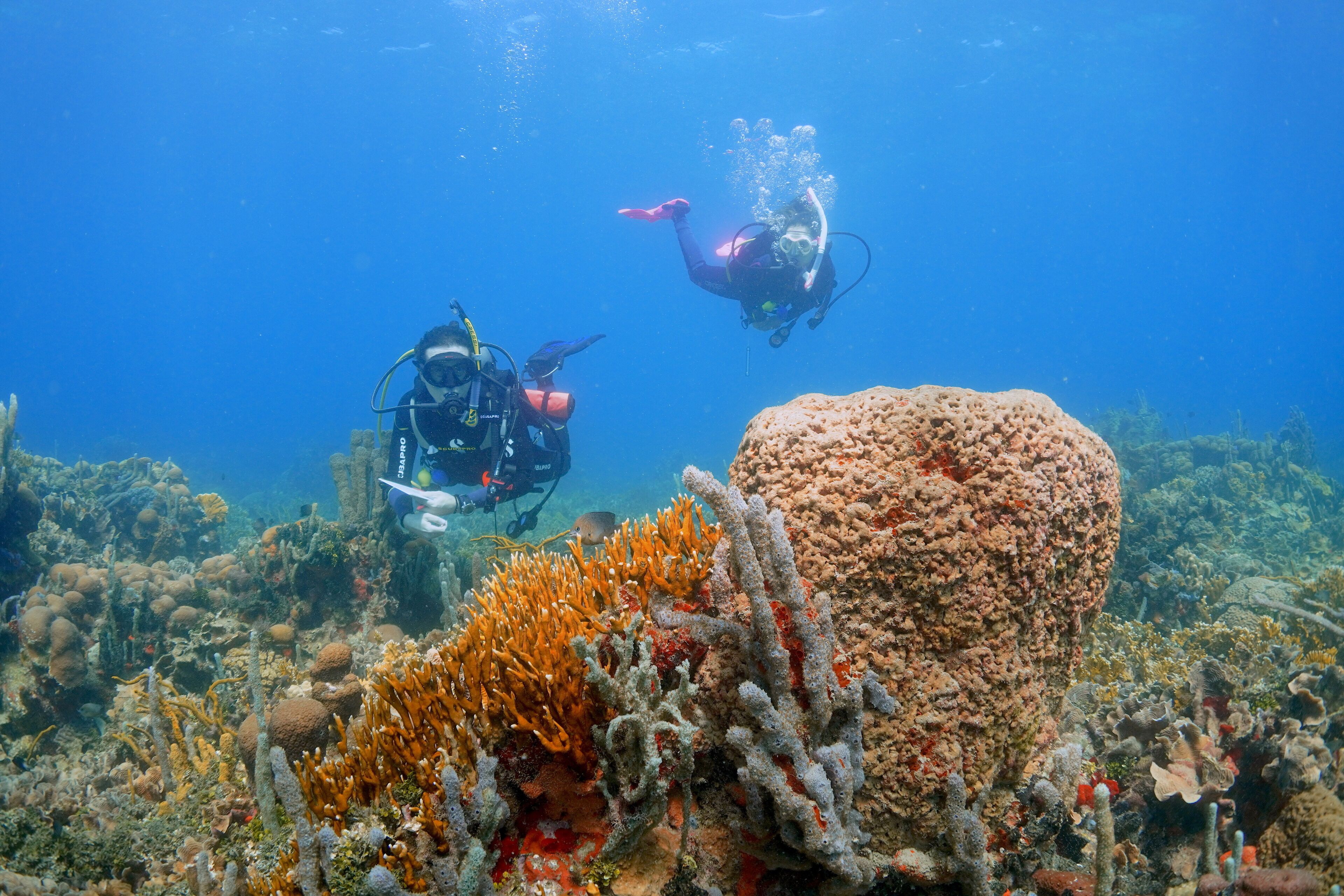 Dos buzos explorando un arrecife de coral con diversa vida marina y formaciones coralinas.