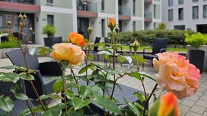 Un jardín de rosas con rosales florecientes frente a un edificio moderno con balcones.