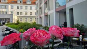 Una hilera de rosas rosadas en un jardín con un edificio al fondo.