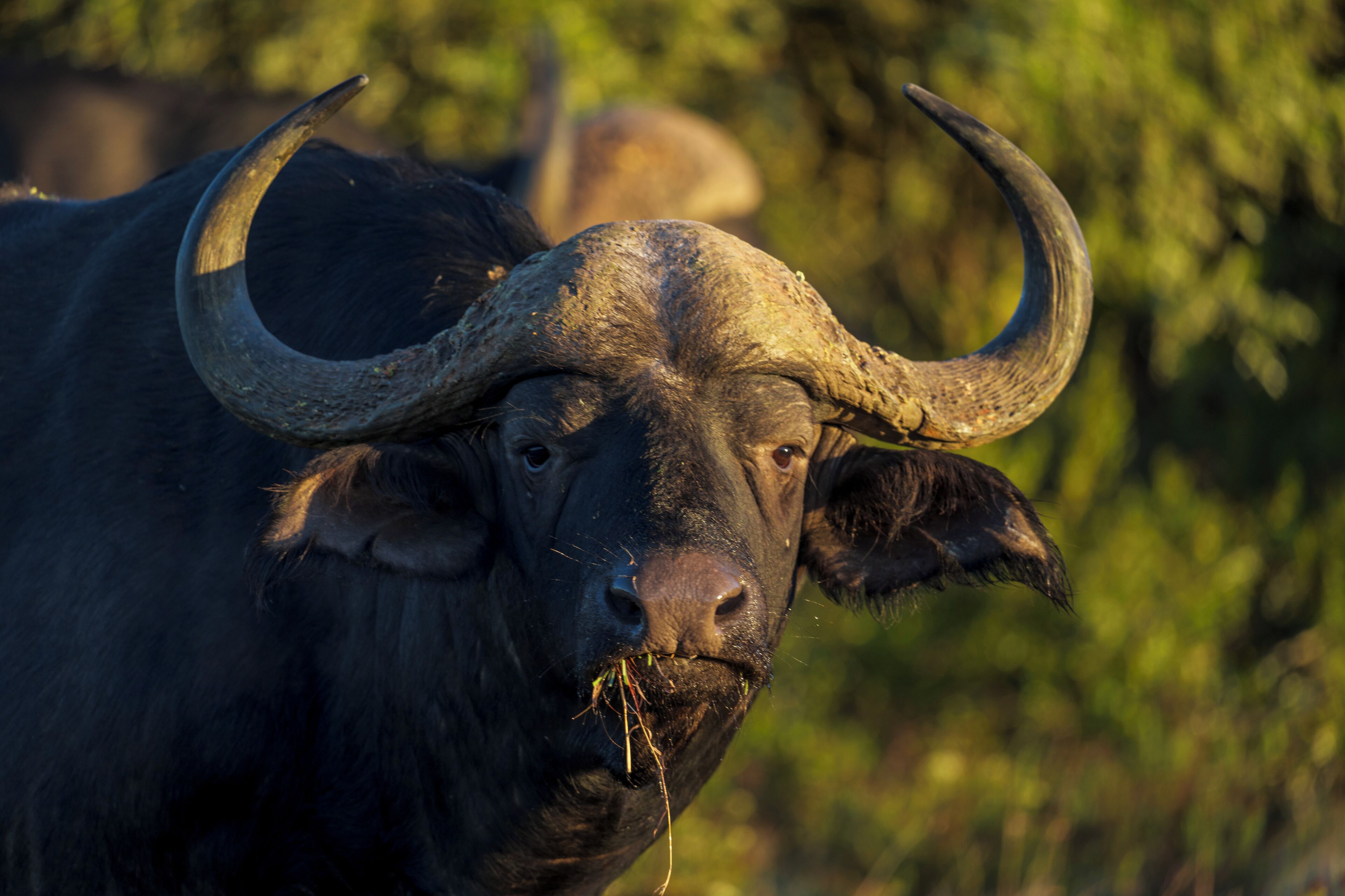 A close-up of a buffalo with large curved horns.