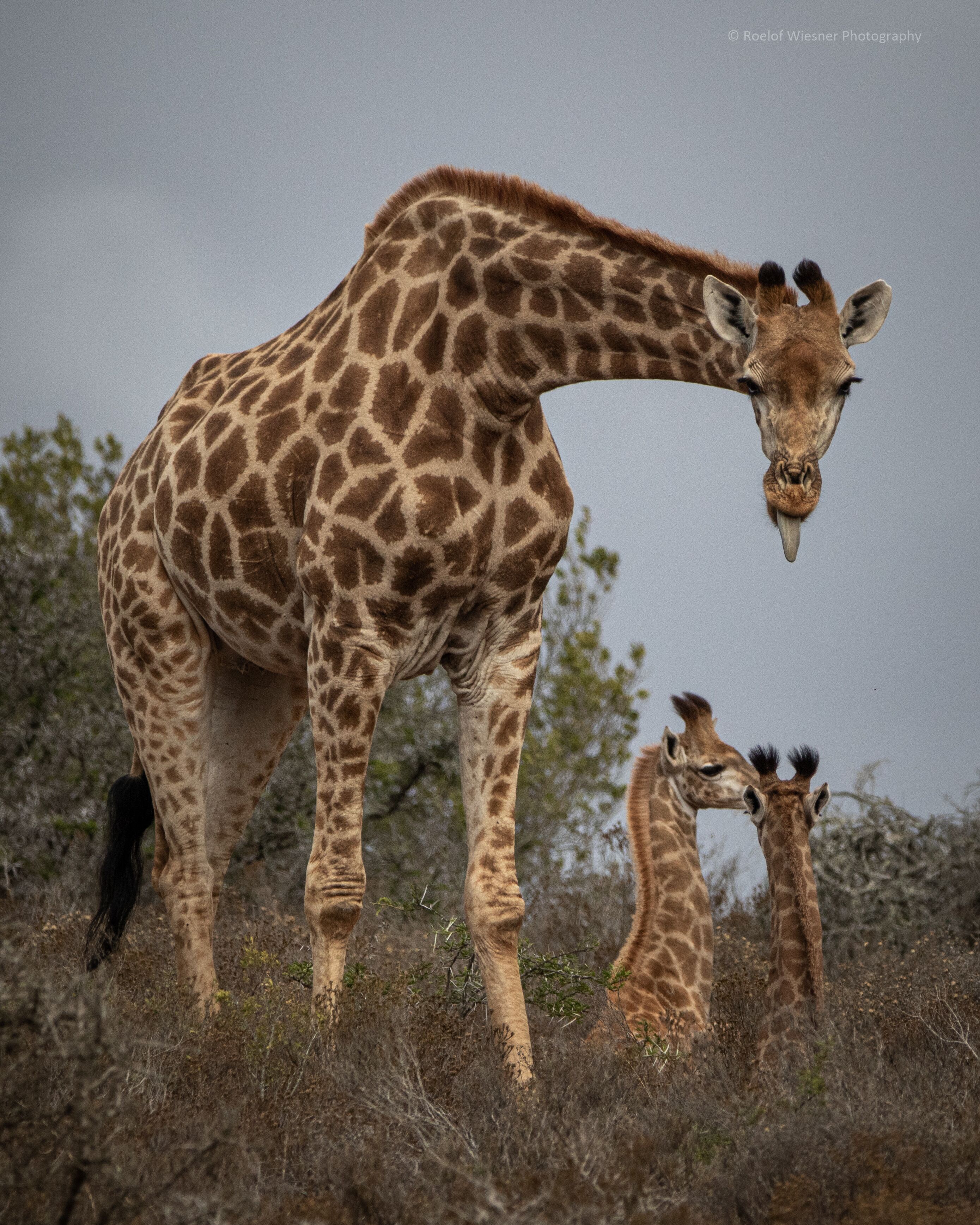 A giraffe with a patterned coat standing in a natural setting with sparse vegetation and trees in the background.