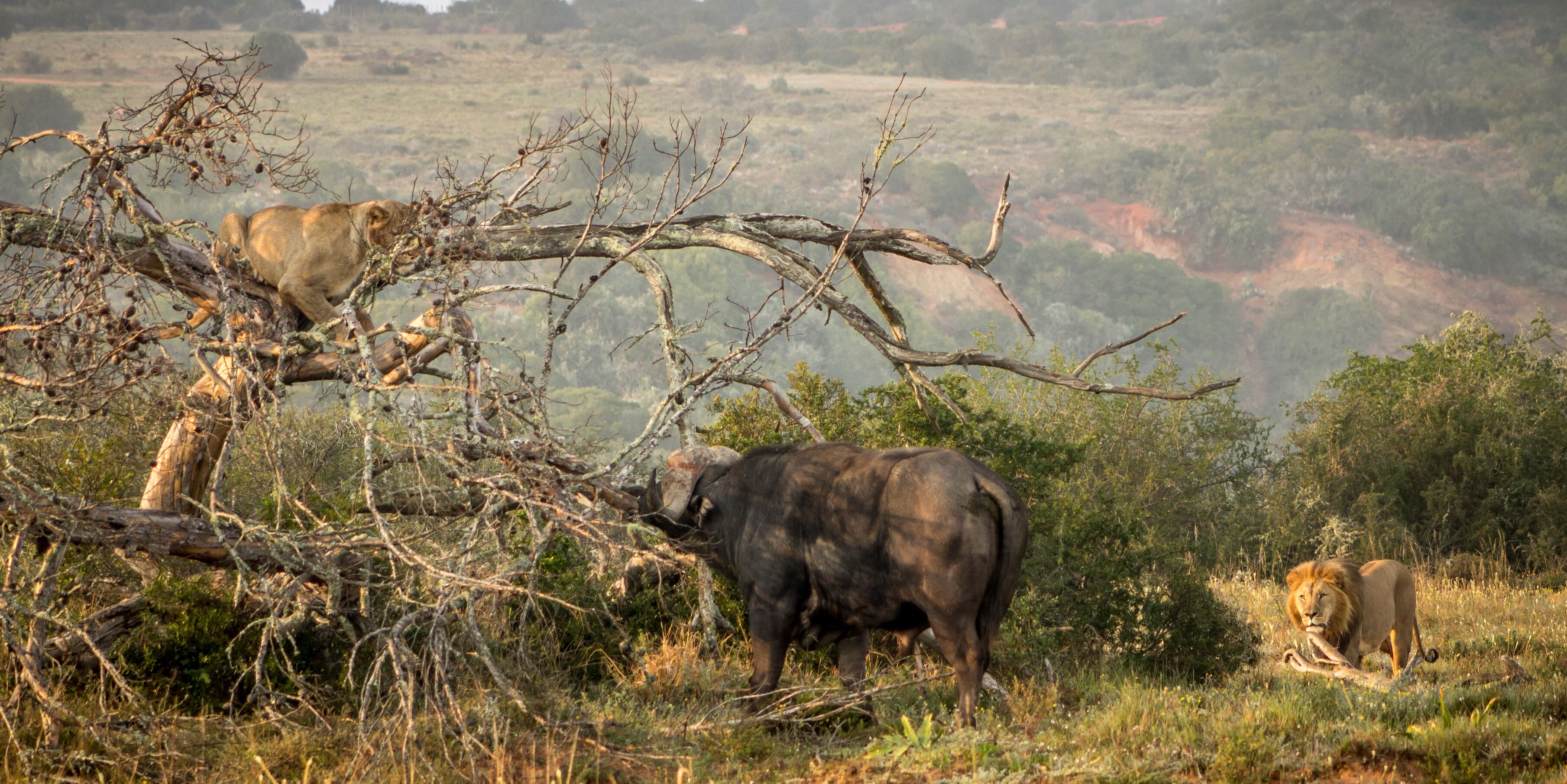 A savannah landscape with a lioness and a buffalo.