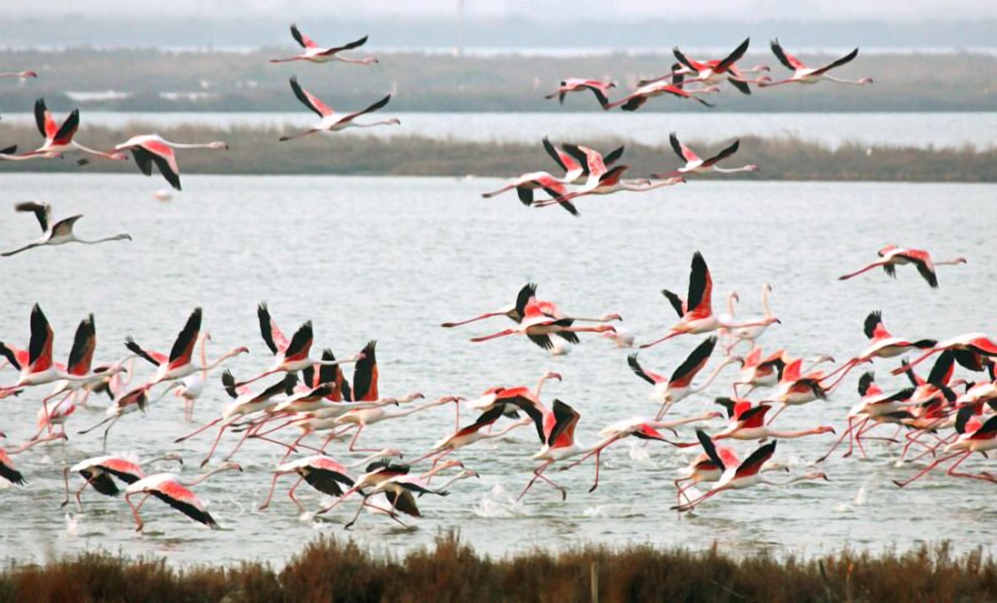 Un groupe de flamants roses volant au-dessus d’une étendue d’eau.
