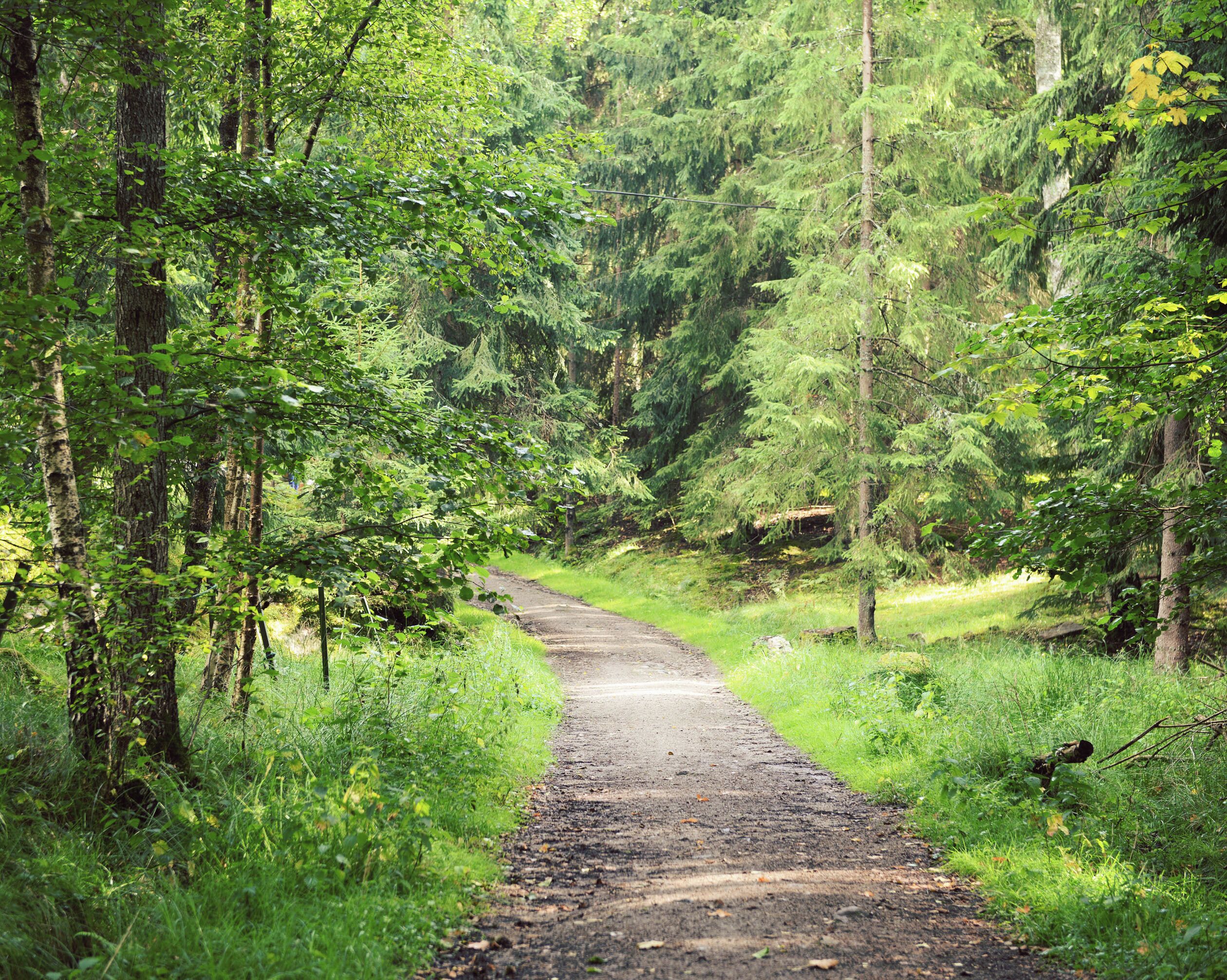 A forested path with dense greenery and trees on both sides.