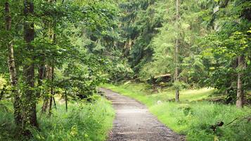 A forested path with dense greenery and trees on both sides.