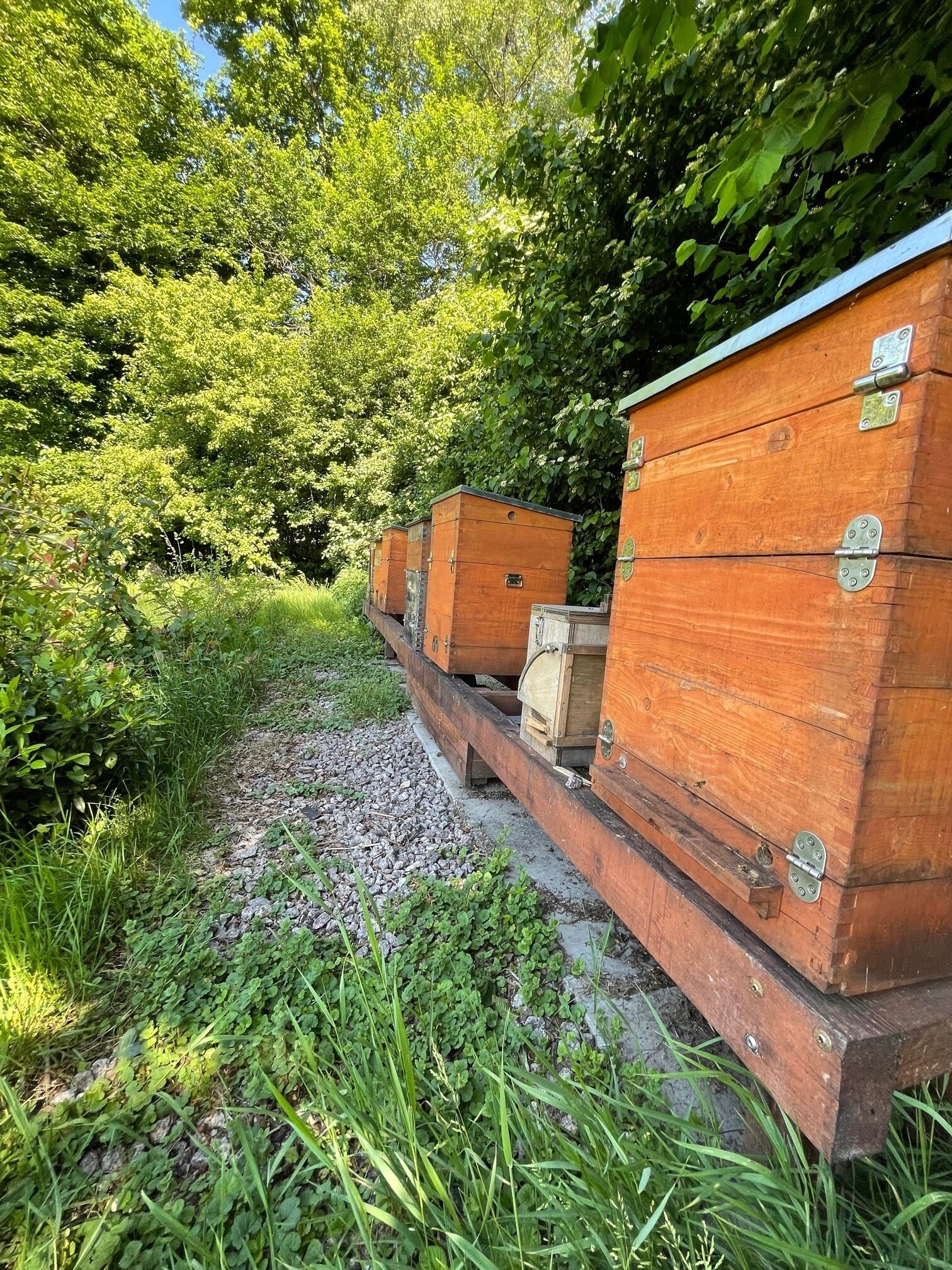 free buffet breakfast