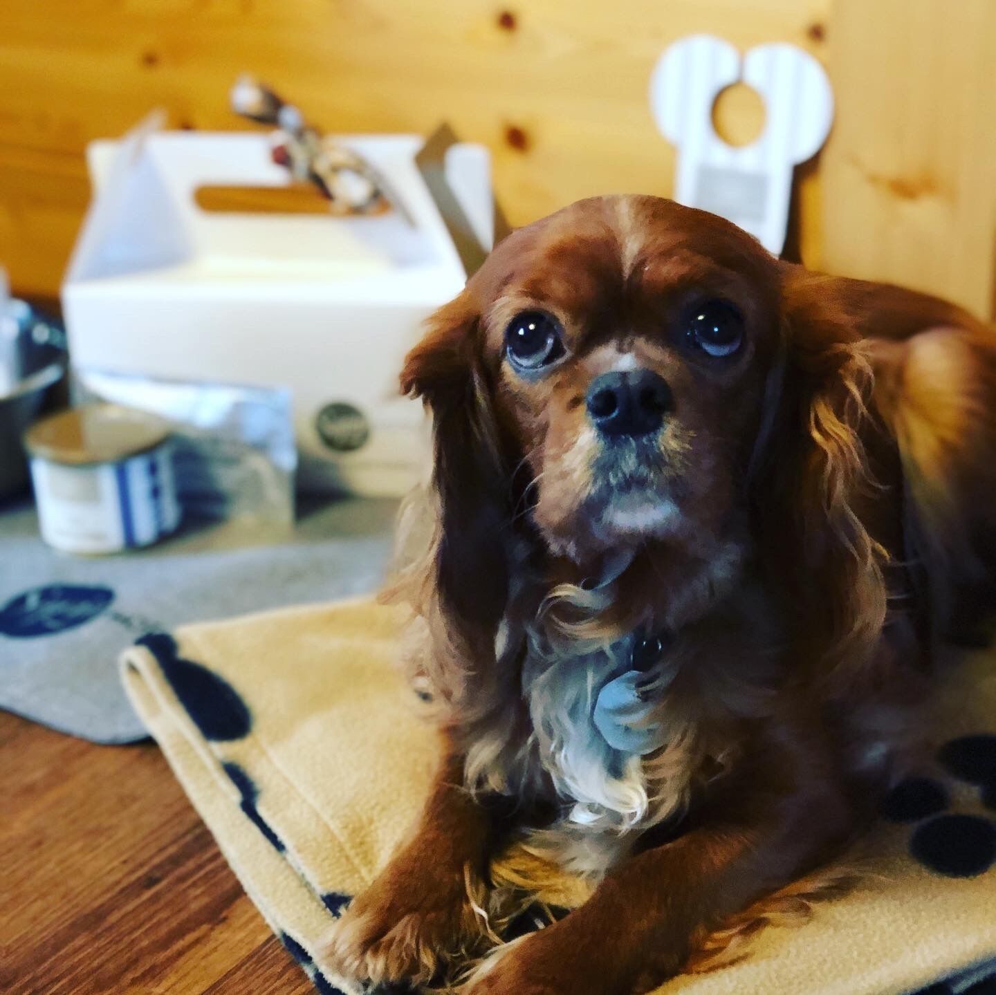 pet-friendly amenities