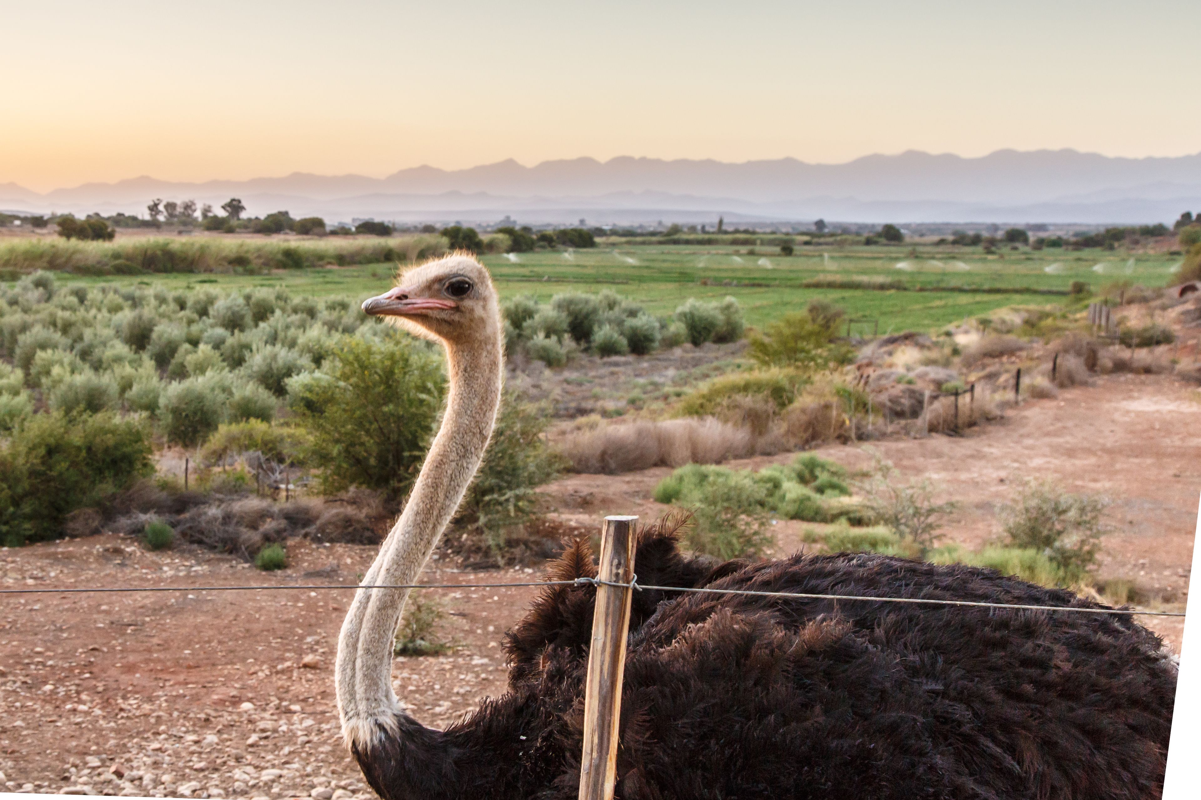 An ostrich in a fenced enclosure with a backdrop of a dry landscape and distant mountains.