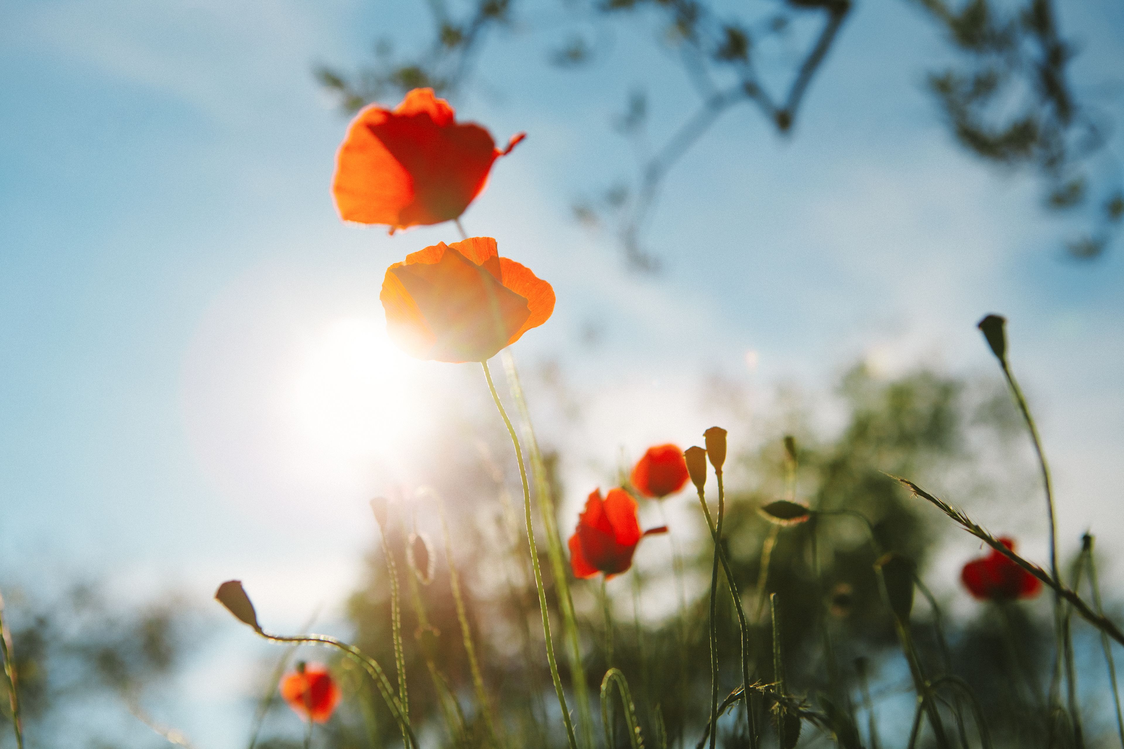 A field of poppies with sunlight shining through.