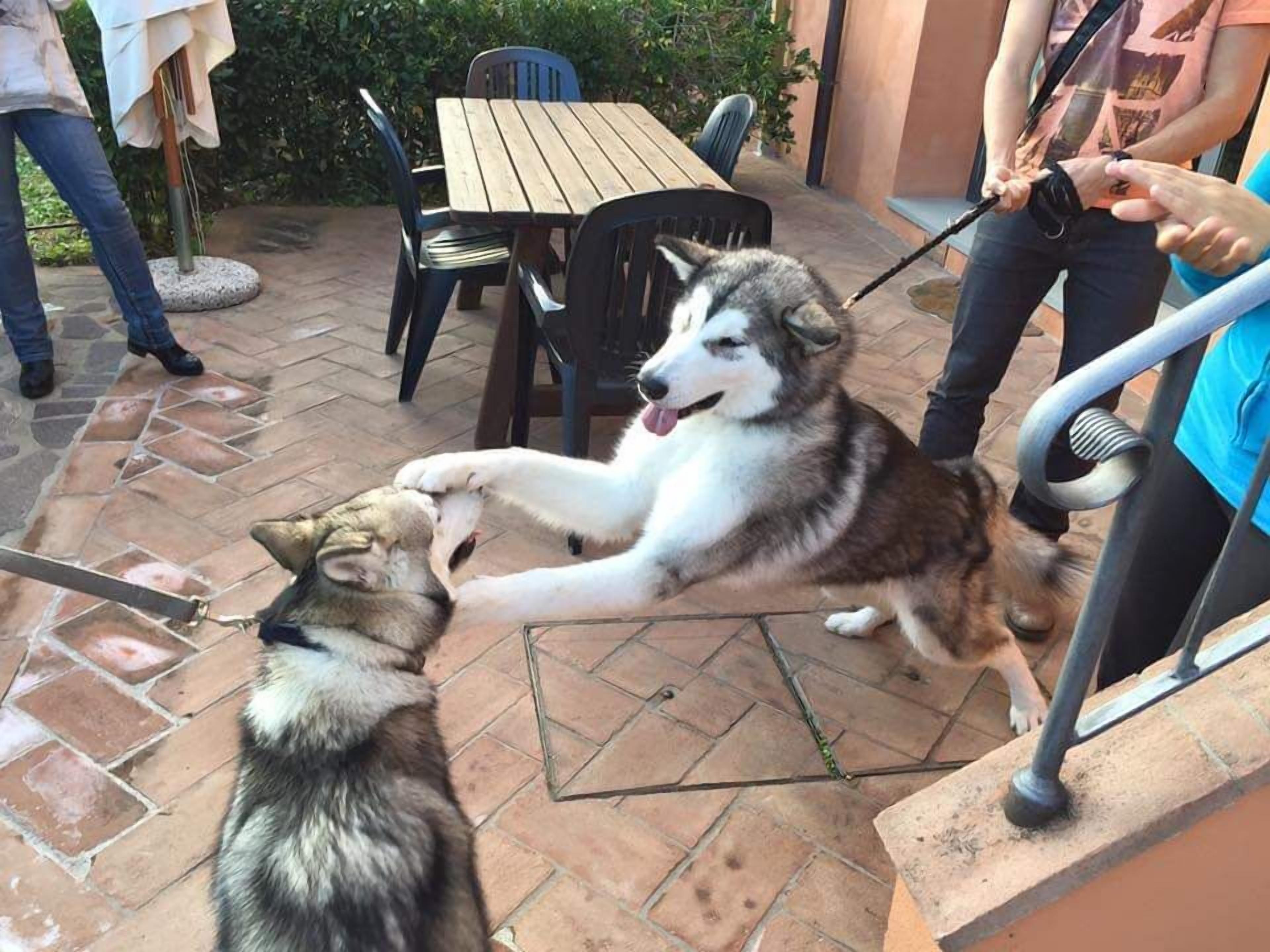 Zwei Huskies interagieren auf einer Terrasse mit einem Holztisch und -stühlen, einem Metallgeländer und einem steinbelagten Boden.