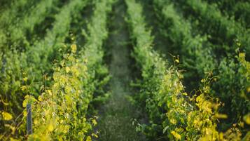 A vineyard with rows of grapevines.