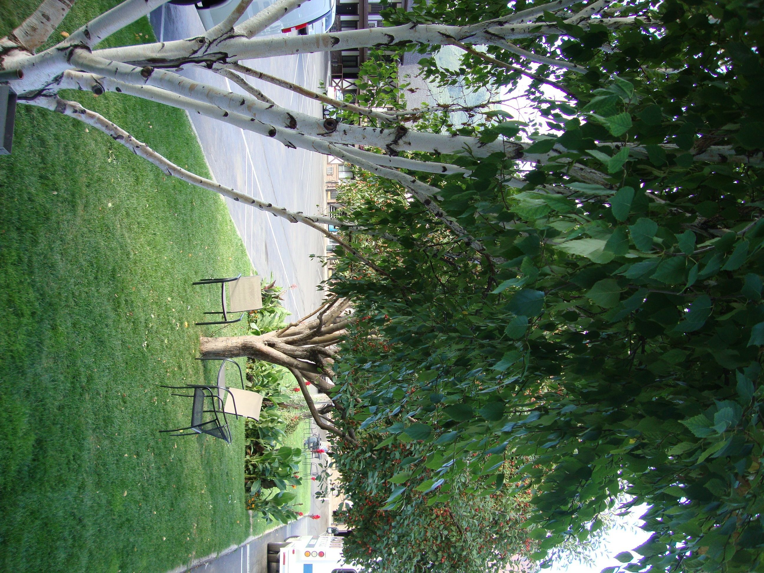 A park with a grassy area, a tree, and a white vehicle.