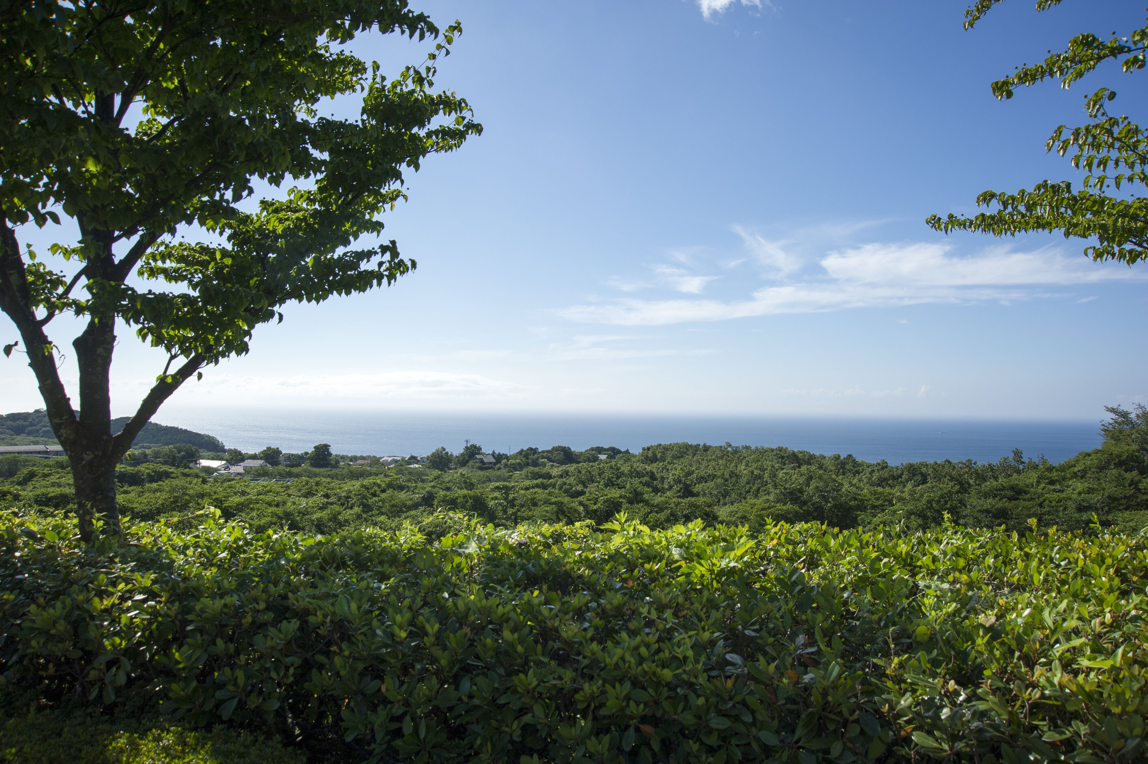 A lush green landscape with a tree in the foreground and a view of the ocean in the background.