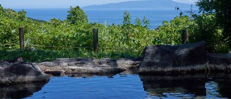 A serene pond with clear water, surrounded by lush greenery and a wooden fence.