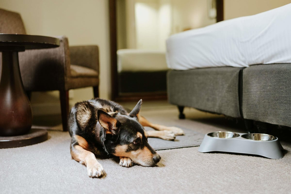 Rom, 1 kingsize-seng | Strykejern/-brett og sengetøy