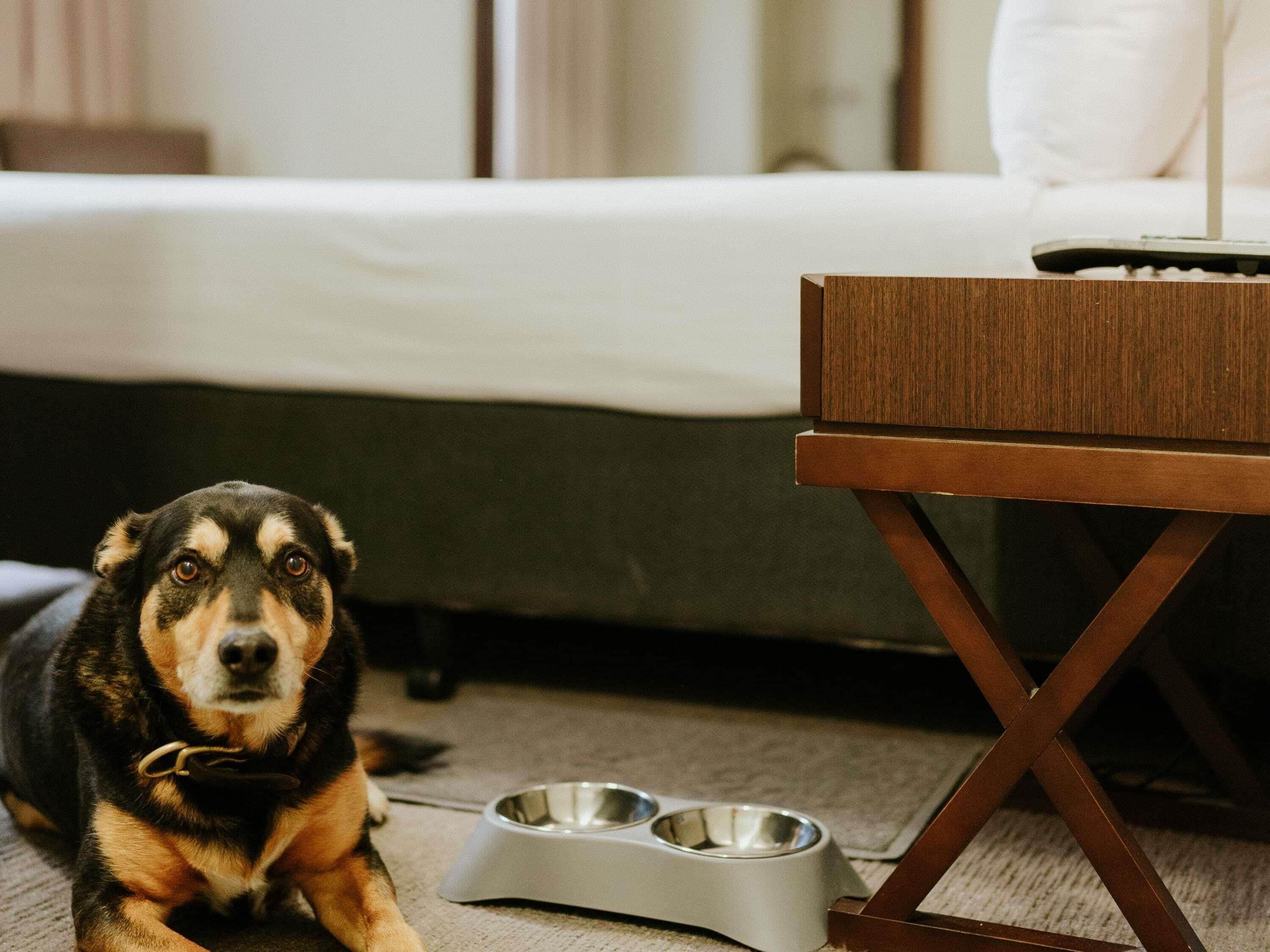 A dog lying on the floor next to a bed and a wooden table with a metal bowl.