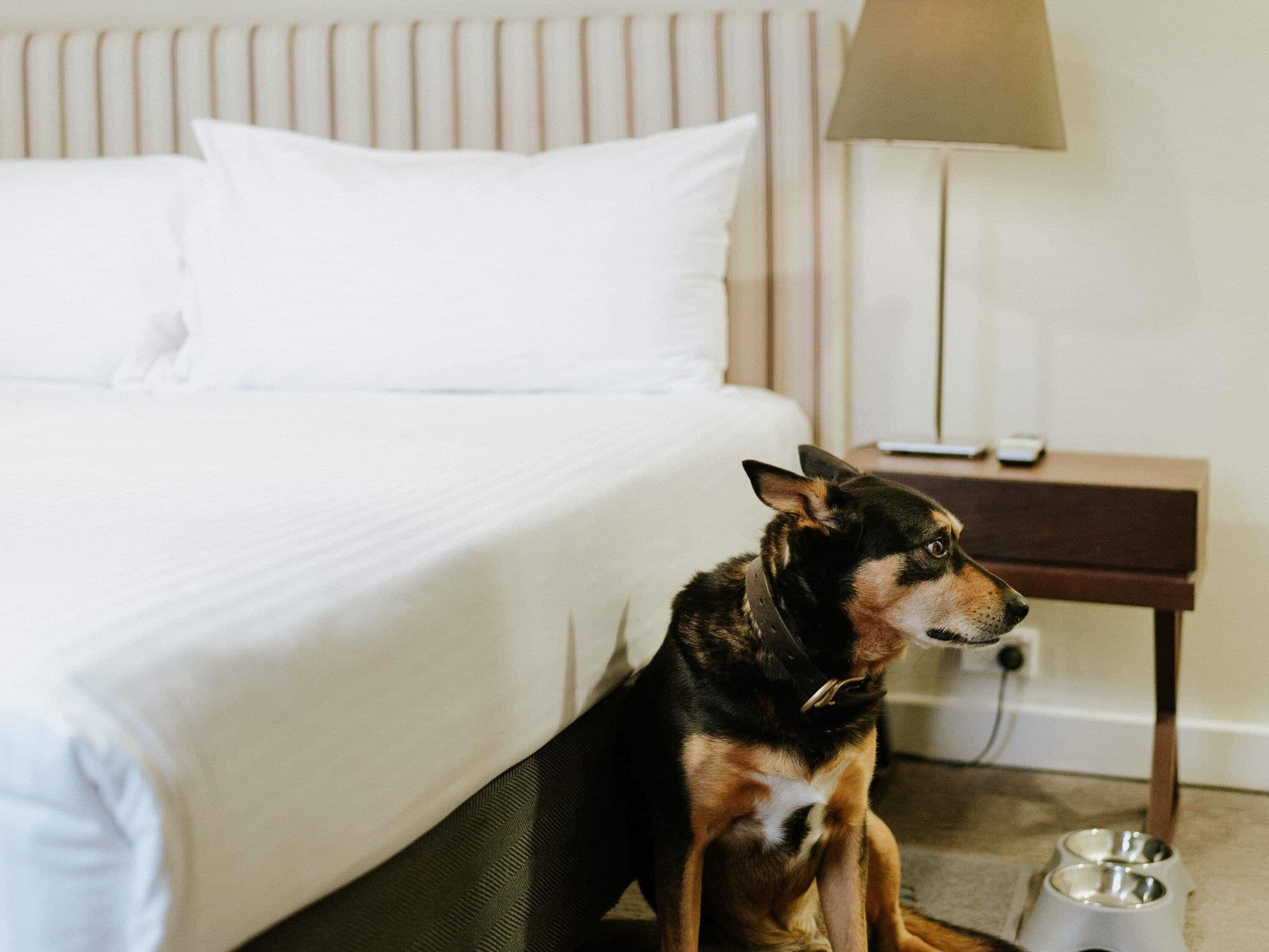 Pet Friendly Hotel room