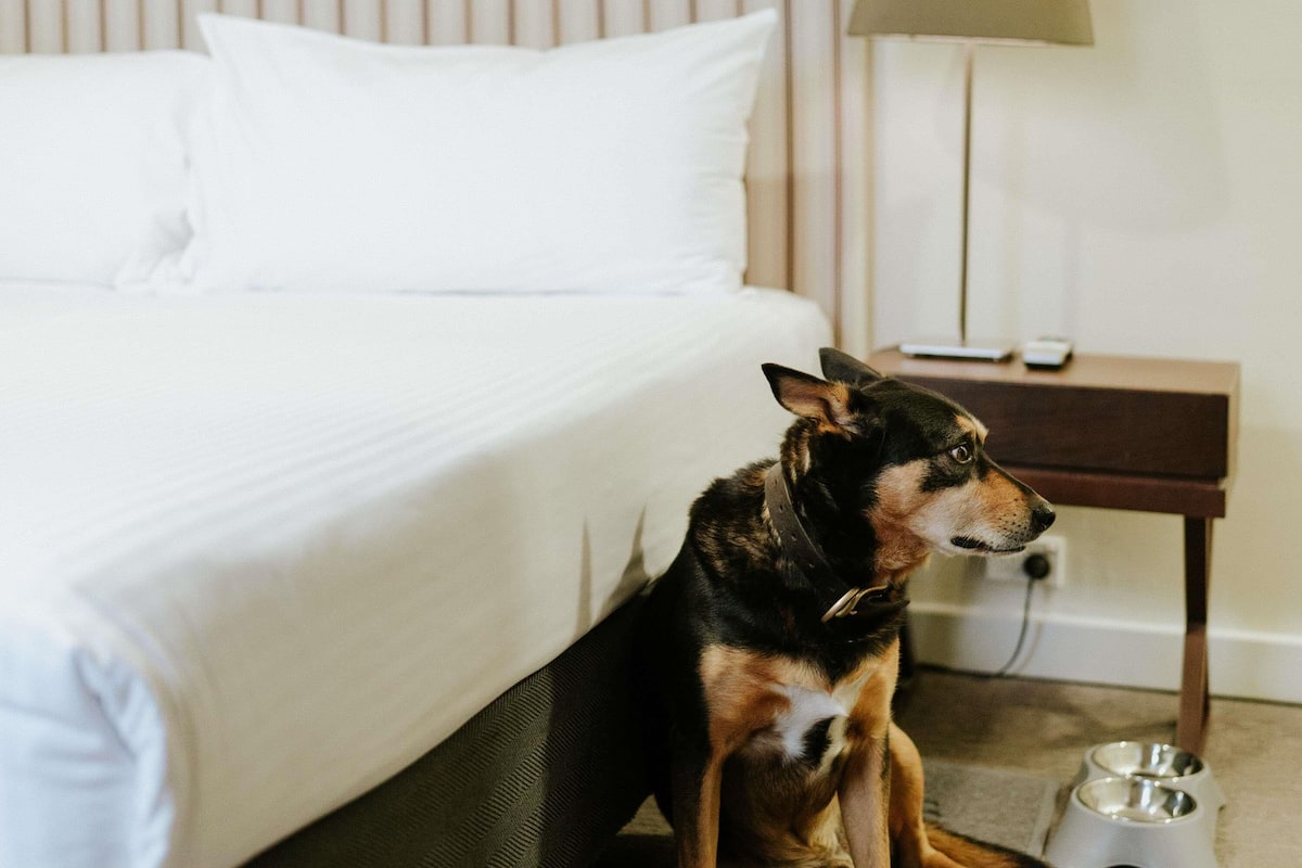 A dog sitting by a bed in a hotel room.