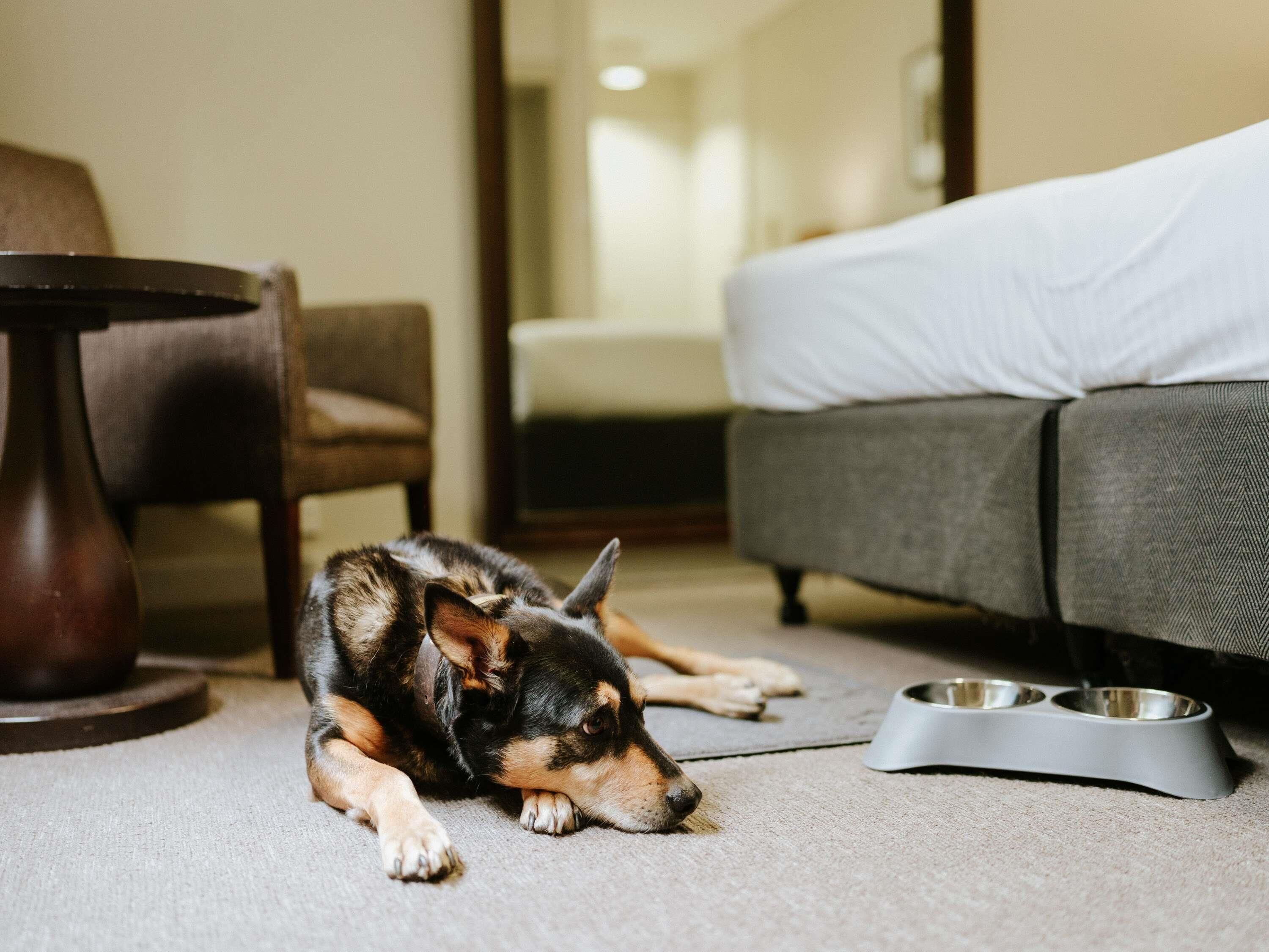 A dog sleeping on a carpet with a bed and a dining table in the background.