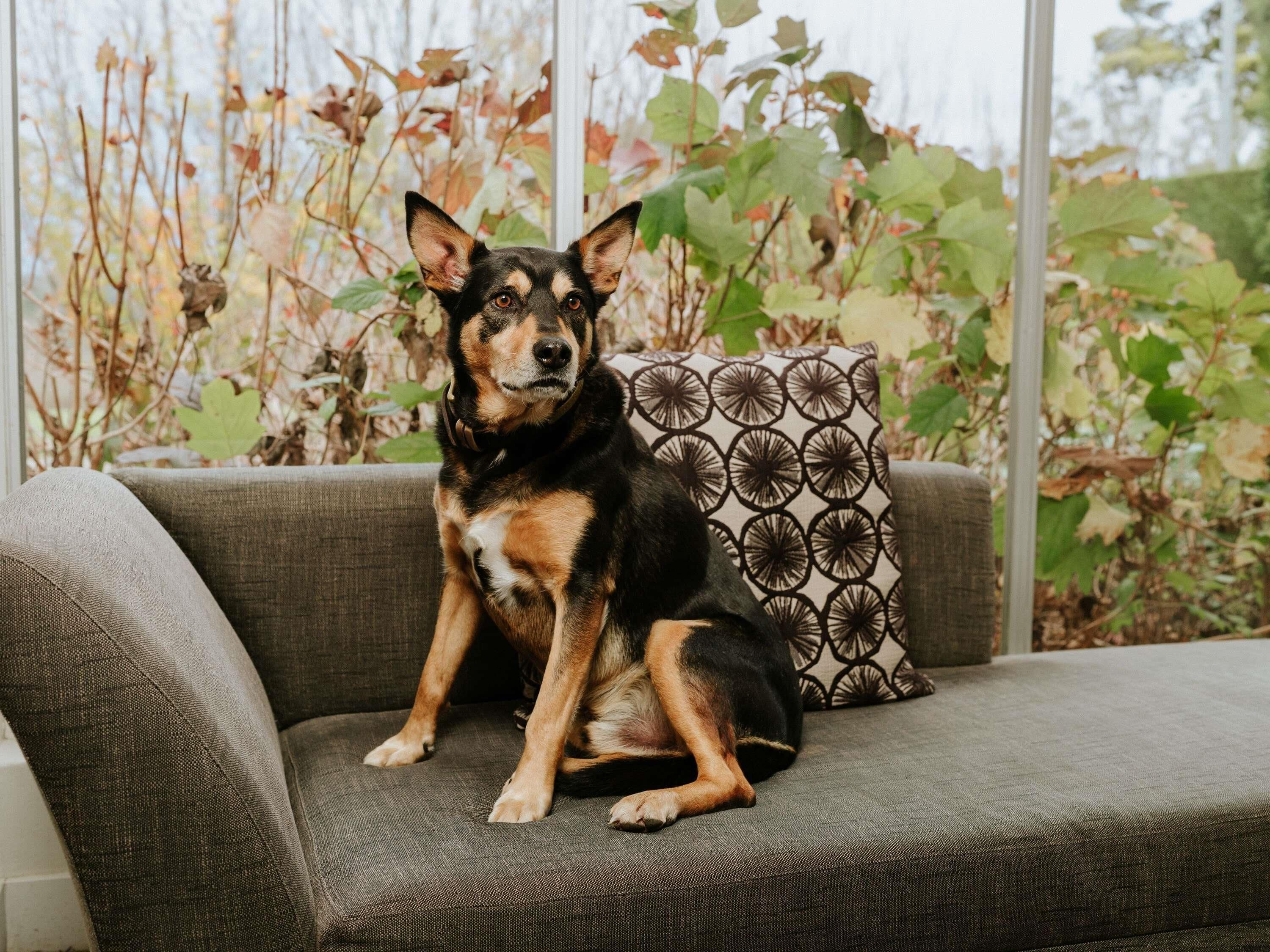 A dog sitting on a grey couch with a patterned pillow, in a room with a window showing a garden with trees and leaves.