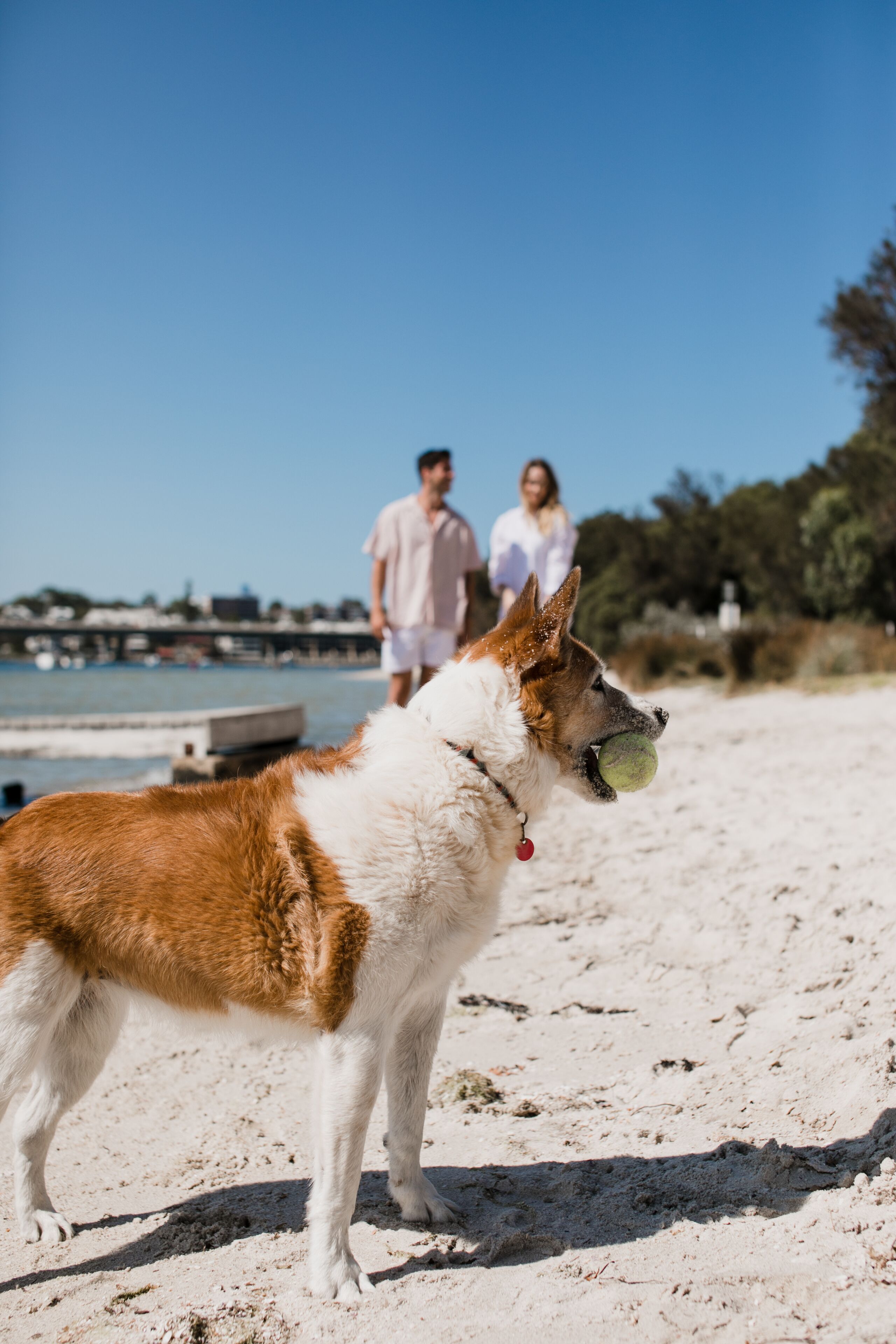 A dog on a beach with a ball in its mouth, a pier in the background, and people in the distance.