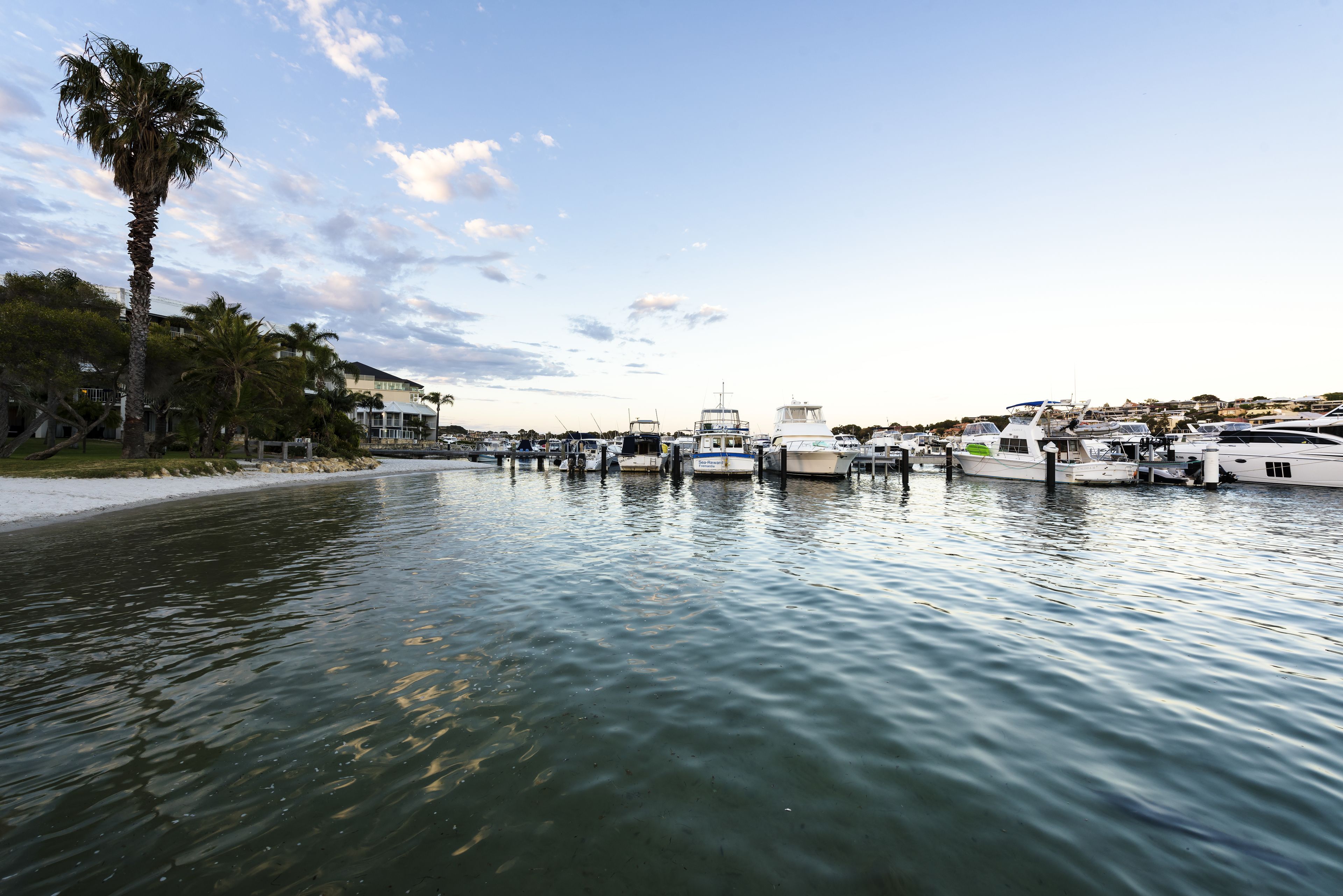 A marina with boats docked along a waterfront, palm trees, and buildings in the background.